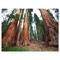 Designart - Three Large Sequoya Trees - African Landscape Canvas Art Print